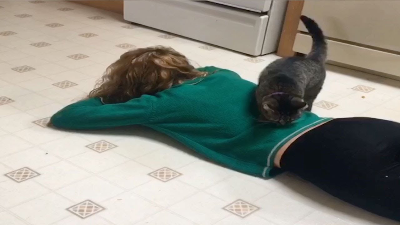 Cat Comforts Owner When She Cries Youtube