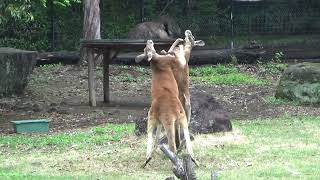 【よこはま動物園】ズーラシア ZOORASIA アカカンガルー  Red Kangaroo のボクシング★2022.4.20★　　　　　　＃ズーラシア＃よこはま動物園の動物＃アカカンガルー