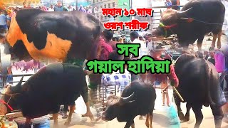 সব গয়াল হাদিয়া এক সাথে মহান ১০ই মাঘ ওরশ শরীফ