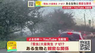 【緊急】札幌震撼！大量発生の雪虫のヒミツに迫る！【北海道ニュース24Weekend予告】