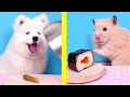 Hamster 🐹 Cat 🐱 Dog 🐶 FUNNY REACTIONS to NEW FOOD