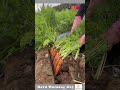 the process of removing carrots from the ground