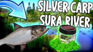 SILVER CARP SURA RIVER(ODLICAN SPOT!) - IDEMO! | Russian Fishing 4