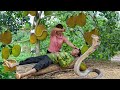 Harvesting Jack Fruit Garden , Chicken Go to Market to Sell - Dad's Bad Day With Big Snake