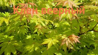 Клен обыкновенный (acer palmatum) 🌿 обыкновенный клен обзор: как сажать, саженцы клена