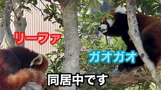 レッサーパンダ　リーファちゃんとガオガオくん　同居中です【のんほいパーク】Red panda Leafa-chan Gaogao-kun Toyohashi Zoo