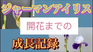 ジャーマンアイリス　長い道のりの開花＃ゲイパラソル