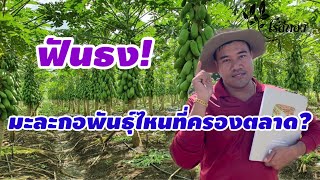 ตอนนี้!! มะละกอที่ครองตลาดมากที่สุด!! ยังไงก็ขายได้|ไร่สีทอง | #สถานีสีทอง Ep.100