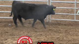 5L Red Angus Lots 91-100 Black Bulls