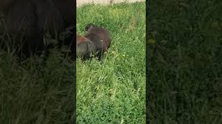 Таза кандуу гисар кочкорлор Муратов Азамат байланыш 0773955195 ватсап