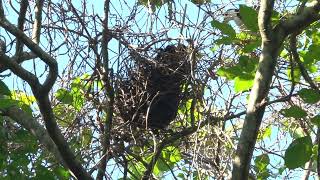 白腹秧雞在七公尺高的樹上育雛(White-breasted waterhen nesting on a 7-m tree)