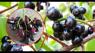 Taiwanese Java Plum growing techniques បច្ចេកទេសដាំព្រីងតៃវ៉ាន់