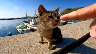 漁港で野良猫と戯れていたら他の猫も次々と集まってきた