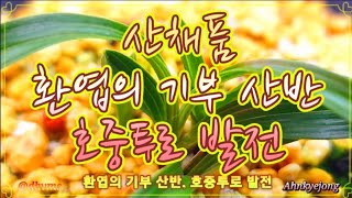 《春蘭, 산채품, 환엽 산반호》🌱호, 중투로 터집니다. 엽예 \u0026 꽃을 기대합니다.🪴