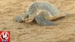 Olive Ridley Sea Turtles Arrive At Odisha’s Ganjam District Coast | V6 News