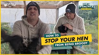 How to stop your Hen from being broody