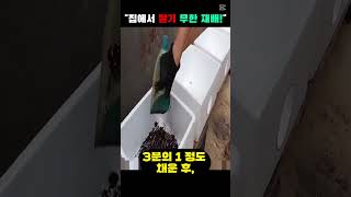 집에서 손쉽게 딸기 재배하는 꿀팁