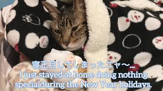 【寝正月をしてしまったおデブ猫】fat cat sleeping 2019