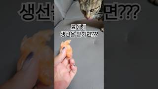 묘에게 생선을 맡기면??🍣#shorts#냥이#고양이#cats#cuties#daily#일상#마야#심바#페로#귀요미들#meow#야옹이#야옹야옹#ordinary#weekend#시골살이