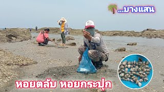 หาหอยตลับ หอยกระปุก ที่บางแสน ep397