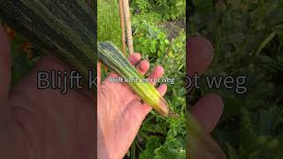 #MOESTUINTIP | Waarom jouw courgette klein blijft en wegrot (#short)