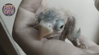 Cara Merawat, Menjinakan Hingga Melatih Burung Lovebird Dari Cindil ‼️