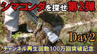 チャンネル再生回数100万回記念ヘビ探し～シマコンダを探せ・第2弾Day2～