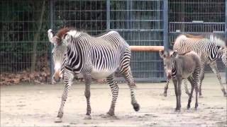 Zoo Stuttgart - Wilhelma: Grevy-Zebras in Action