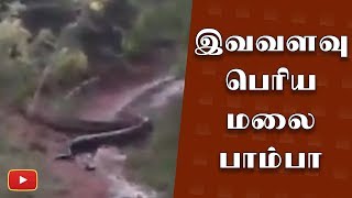 Speed Breaker இல்லை மலை பாம்பா இது - #Anaconda | #Tirunelveli | #TamilNadu