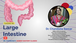 Lecture On Anatomy Of The Large Intestine