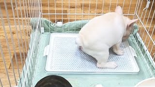 子犬のトイレトレーニングはこうやって教える！！