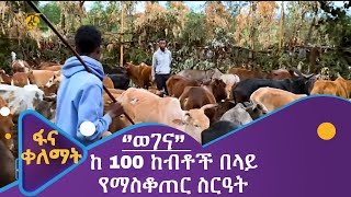 ‘’ወገና’’ - ከ 100 ከብቶች በላይ የማስቆጠር ስርዓት