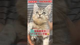 #里親募集中子猫アゴはネコ #子猫 #保護猫 #里親募集中 #可愛い猫 #マンチカン子猫