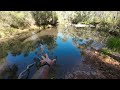 carp fishing in reedy creek