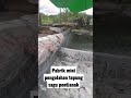 penggilingan tepung sagu