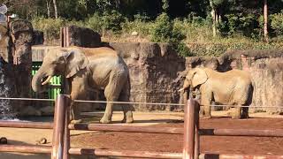 チーキと砥夢 2018/02/08（多摩動物公園）