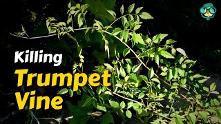 How Do You Kill Trumpet Vine || How to Get Rid of Trumpet Vine || Invasive Trumpet Vine Removal !!