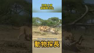 斑馬一時大意竟然被獅群捉住！ #動物世界 #獅子#斑馬