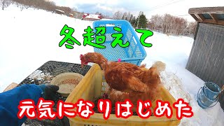 冬を越え、春を待つニワトリ（と私）【393】