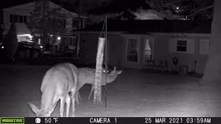 Moultrie A- Series Trail Cam Night Vision Video Quality. See For Yourself! I Love This Trail Cam!!!