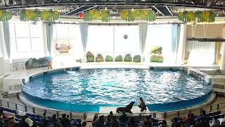 アクアワールド茨城県大洗水族館　イルカ・アシカ　オーシャンライブ～BIG WASH島の大冒険！～　2022.02.11　10:30～