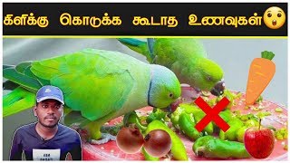 🐦கிளிகளுக்கு கொடுக்க வேண்டிய \u0026 கொடுக்க கூடாத ஆபத்தான உணவுகள் || How To Give Foods For Parrot ||