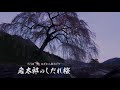 下呂 はぎわら桜めぐり〈岐阜県下呂市萩原町〉永養寺のしだれ桜、南ひだ健康道場のしだれ桜、岩太郎のしだれ桜、宮谷の桜【4k】