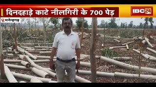 Manendragarh News : दिनदहाड़े काटे नीलगिरी के 700 पेड़ | जमीन मालिक ने थाने में की शिकायत