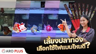 เลี้ยงปลาทอง เลือกใช้ไฟแบบไหนดี? | ARO PLUS