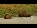 coypu or nutria myocastor coypus is eating film studio aves