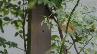 ルリビタキの囀りと地鳴き