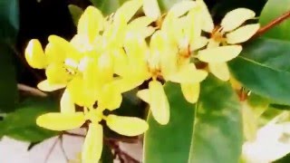 Tristellateia Australasiae Climbing Vines Flowers