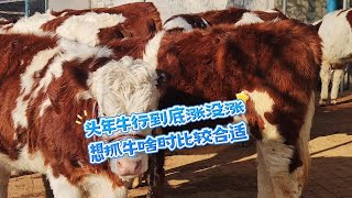 头年牛行能涨多少？这时候出门选牛合适吗？ #三农