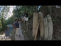 【高野山・京大坂道】仏教の聖地・高野山へ koyasan はじめての人もゆるゆる山歩き